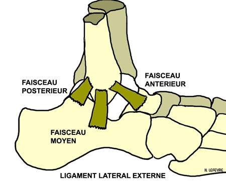 Anatomie_cheville_ligament_lateral_externe ASTRAGALE CALCANEUM